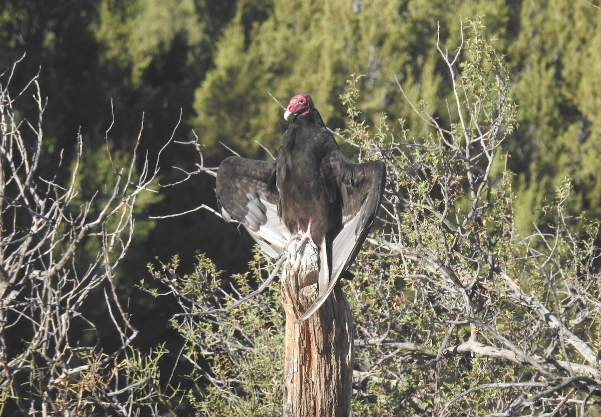 Turkey Vulture - ML617750004