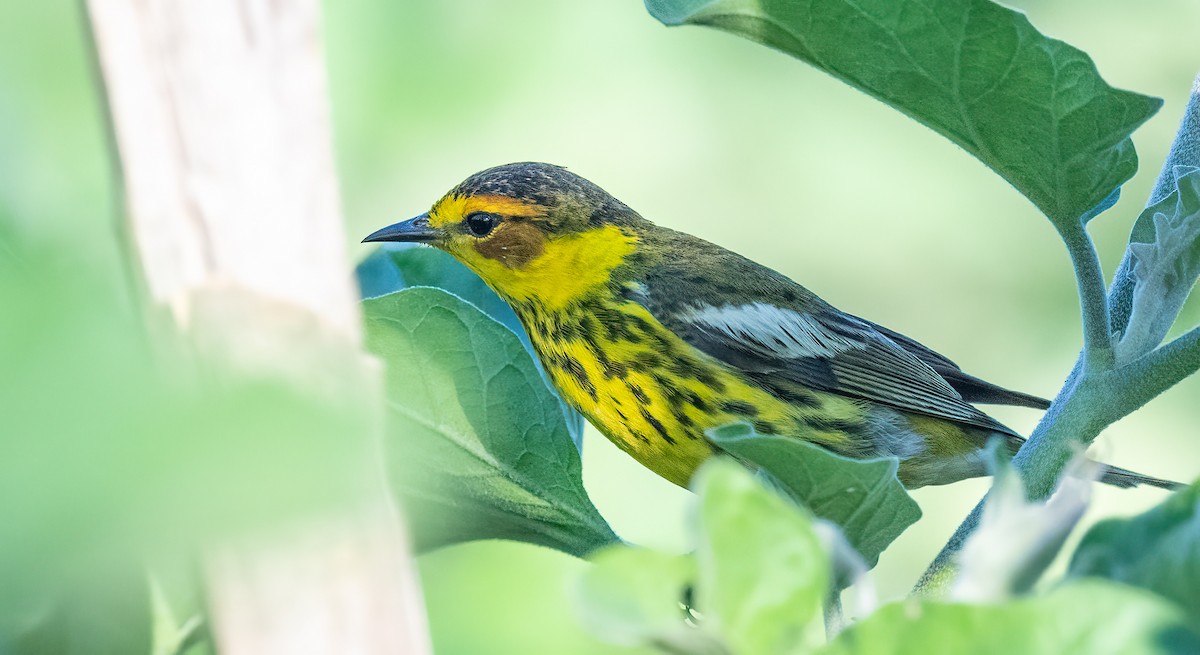 Cape May Warbler - ML617750058