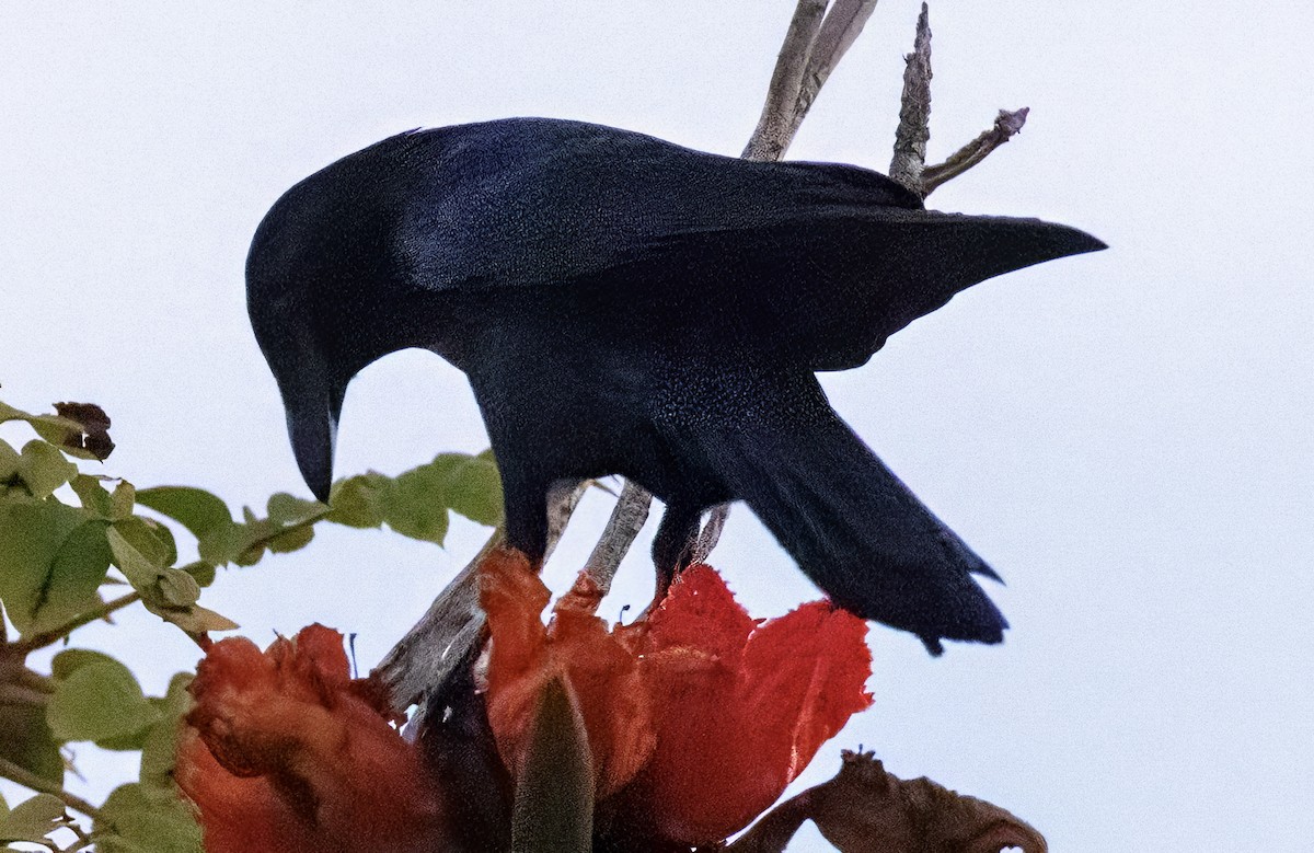 Sinaloa Crow - ML617750061