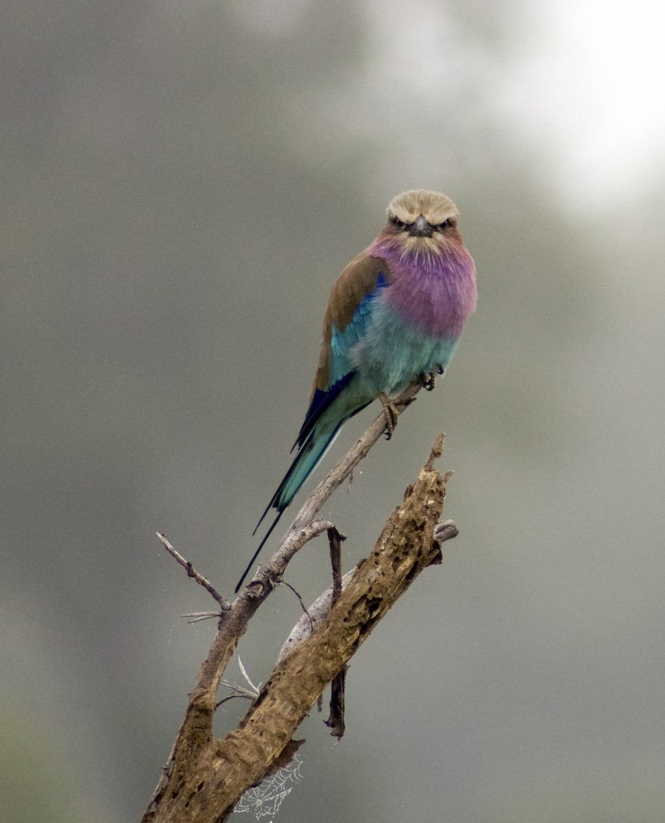 Lilac-breasted Roller - ML617750093