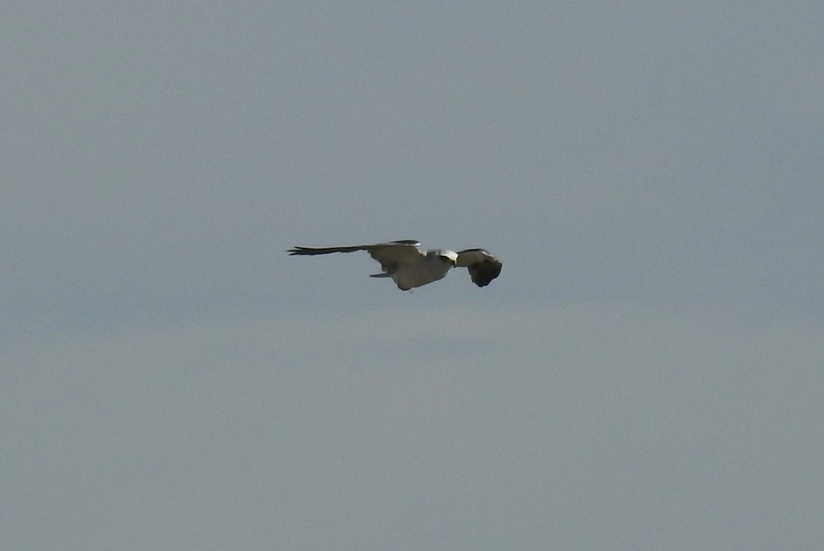 White-tailed Kite - ML617750118