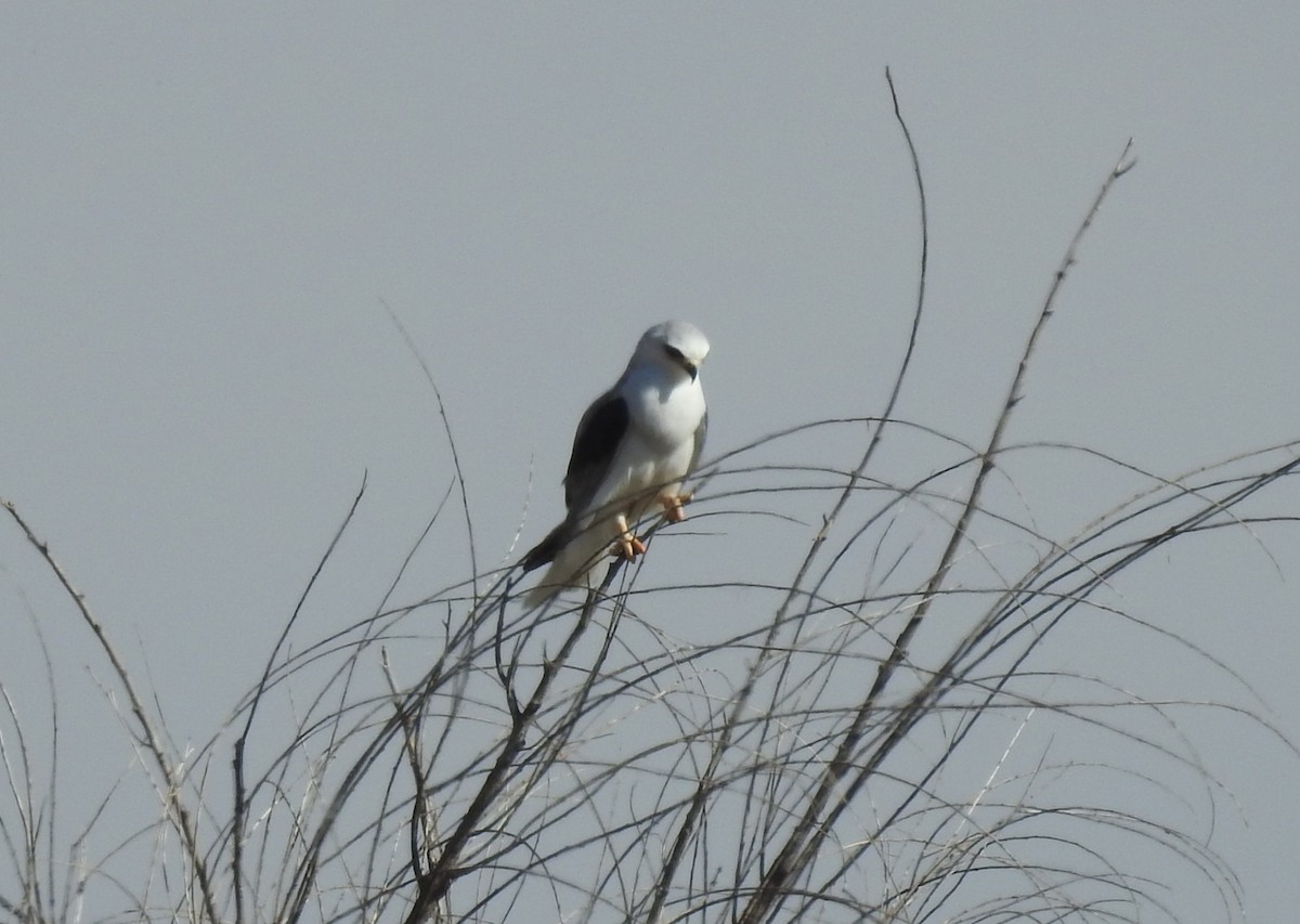 White-tailed Kite - ML617750119