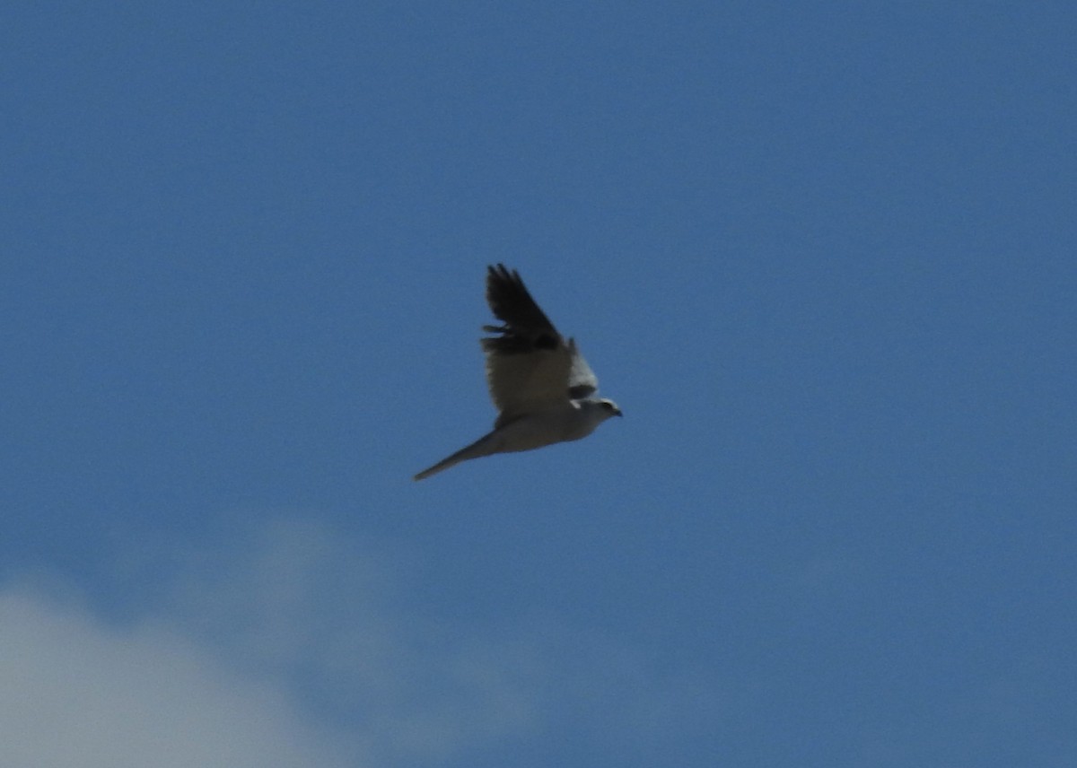 White-tailed Kite - Daniel Horton
