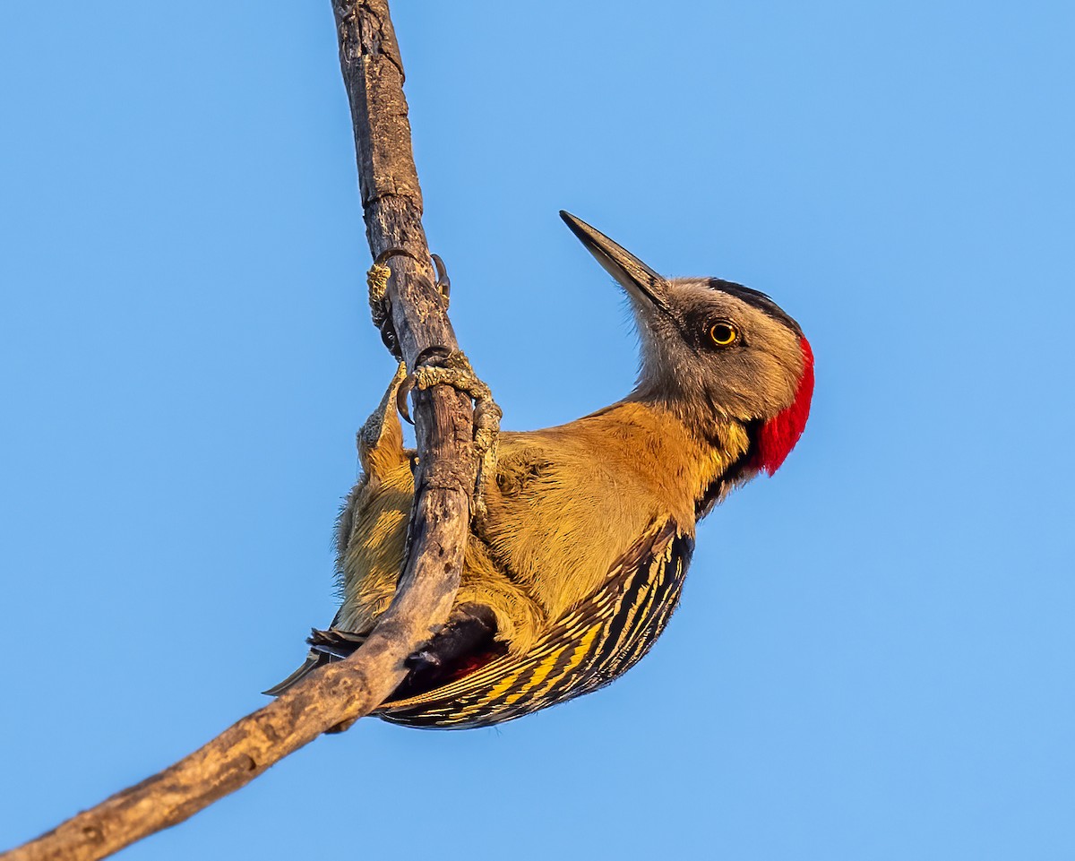 Hispaniolan Woodpecker - ML617750228