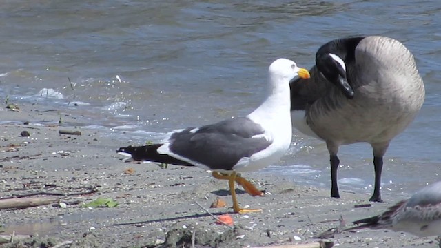 Yellow-footed Gull - ML617750266