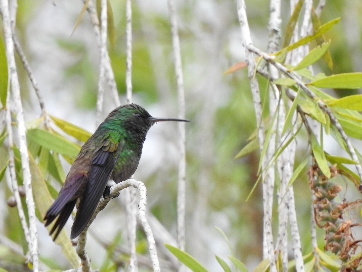 Green-bellied Hummingbird - ML617750308