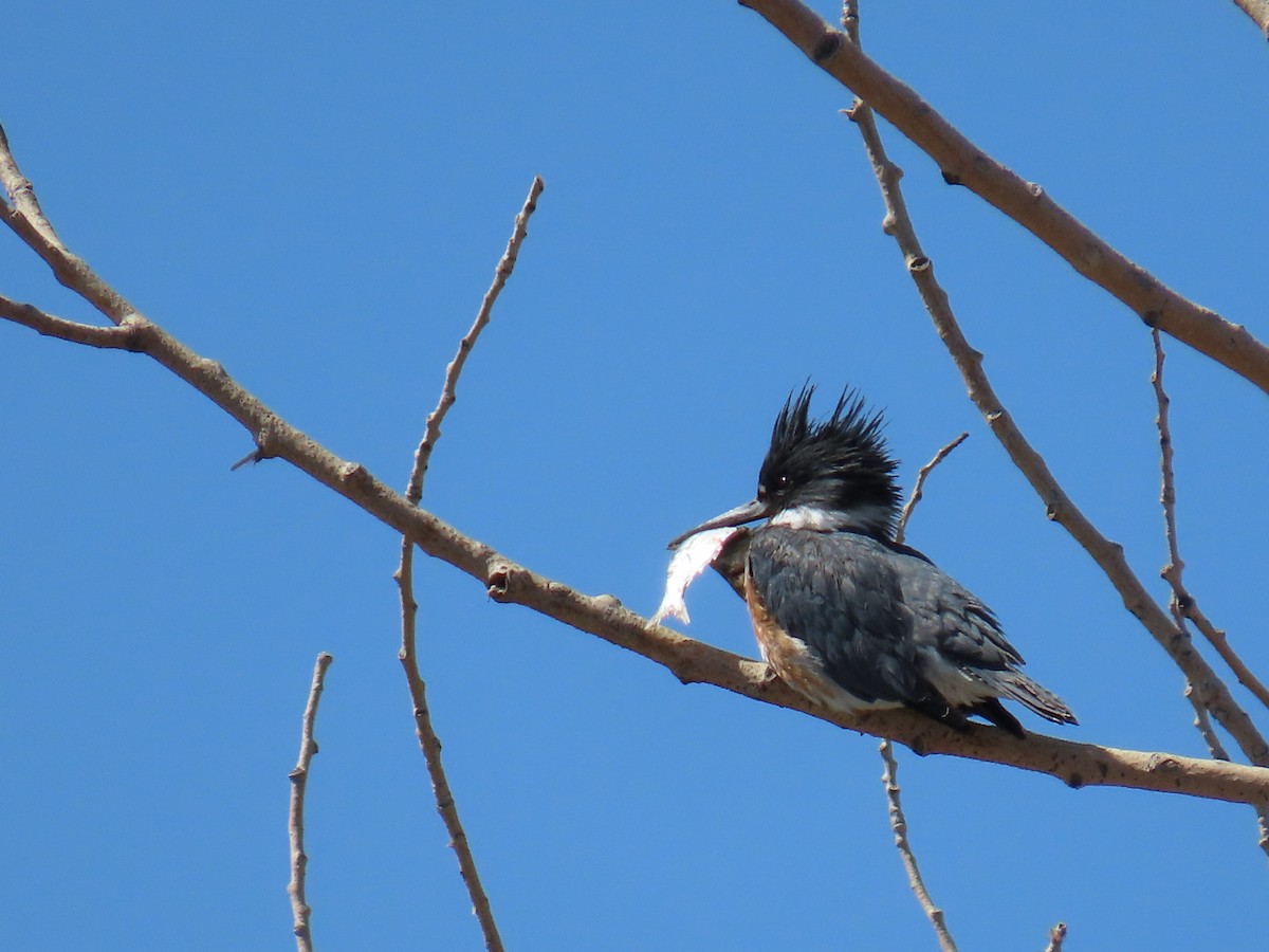 Belted Kingfisher - ML617750315