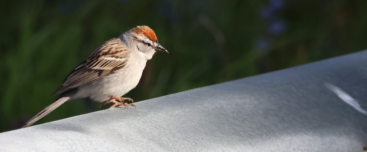 Chipping Sparrow - ML617750317