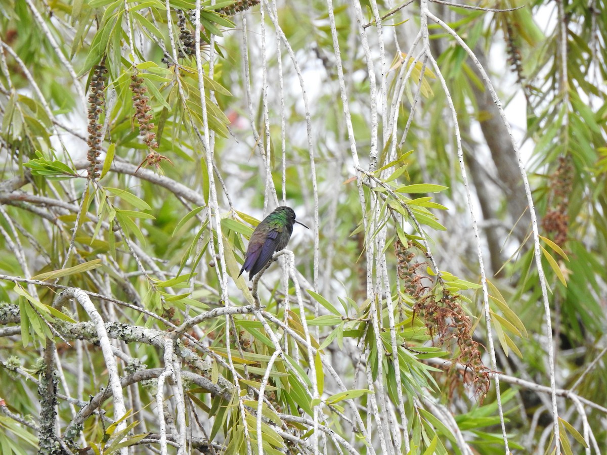 Green-bellied Hummingbird - ML617750363