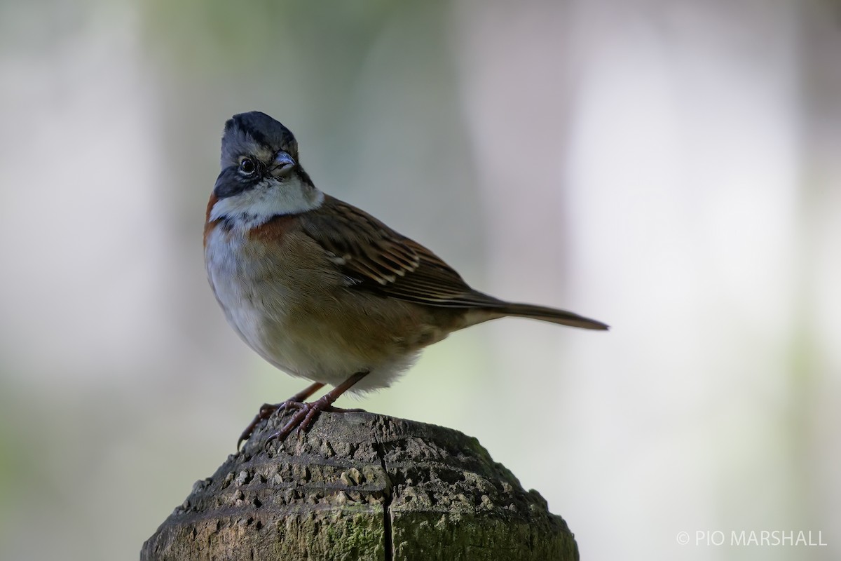 Rufous-collared Sparrow - ML617750371