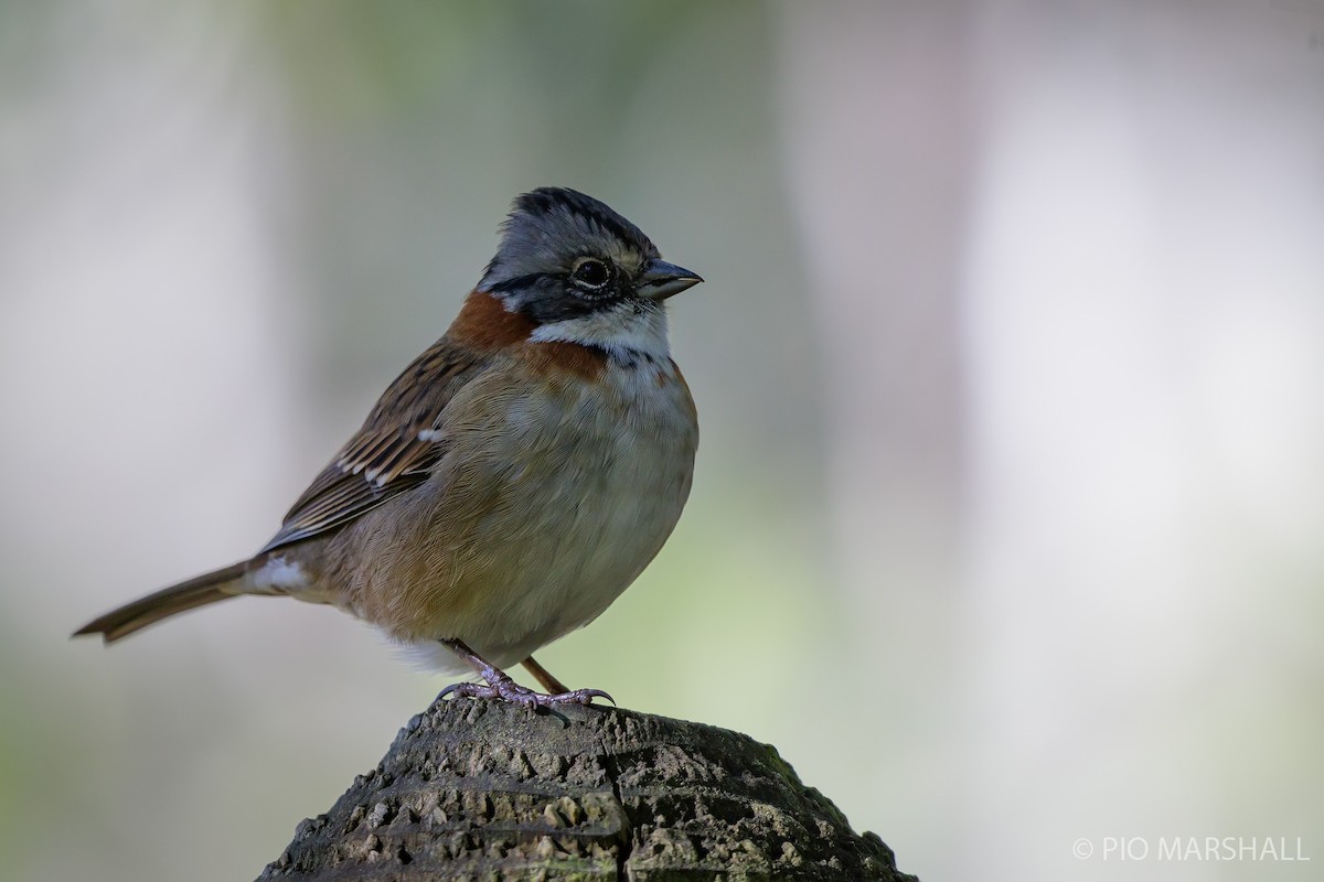 Rufous-collared Sparrow - ML617750372