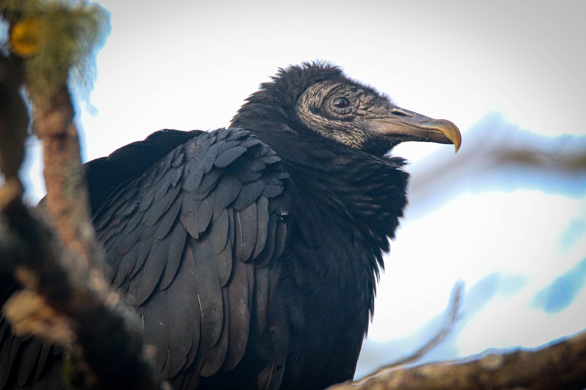 Black Vulture - ML617750376