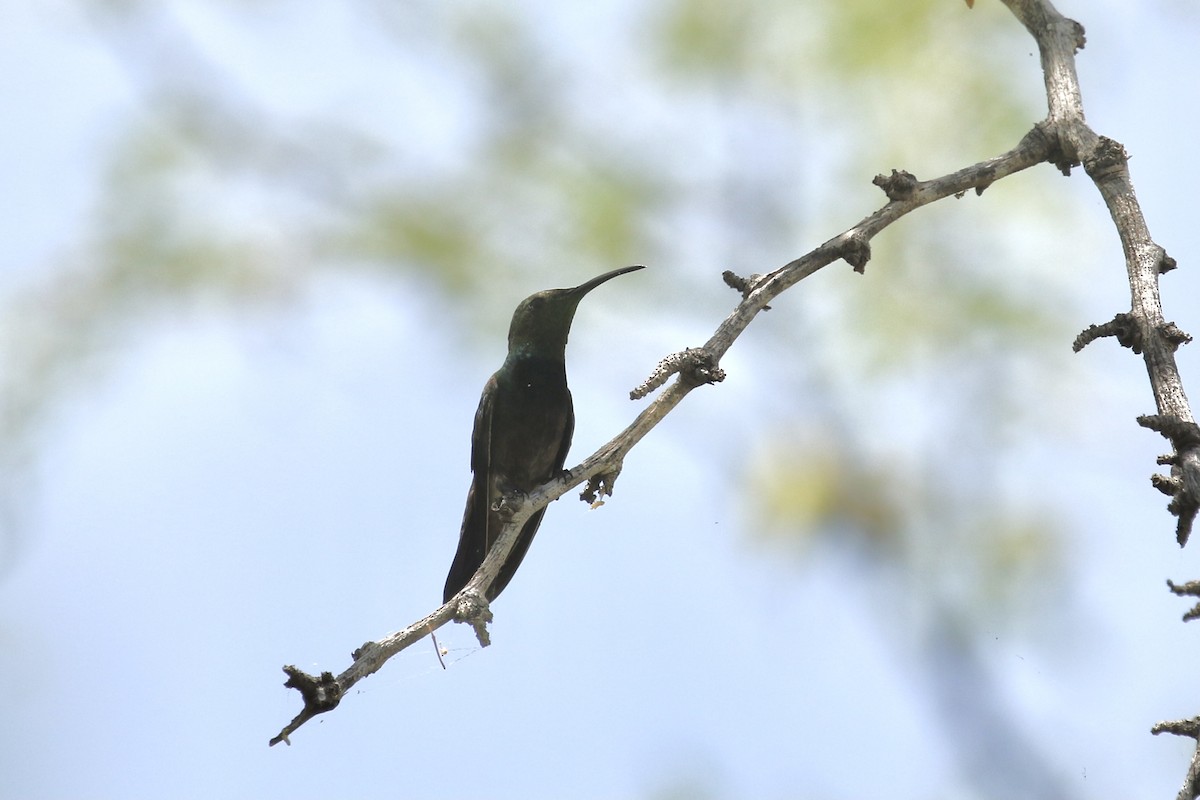 kolibřík tmavoprsý - ML617750378