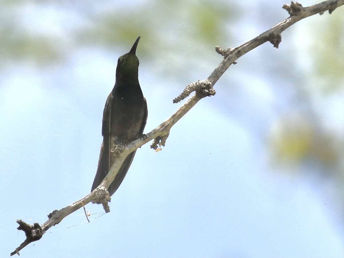 kolibřík tmavoprsý - ML617750379