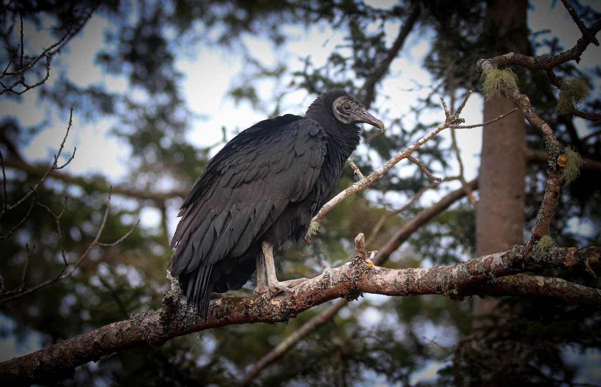 Black Vulture - ML617750380