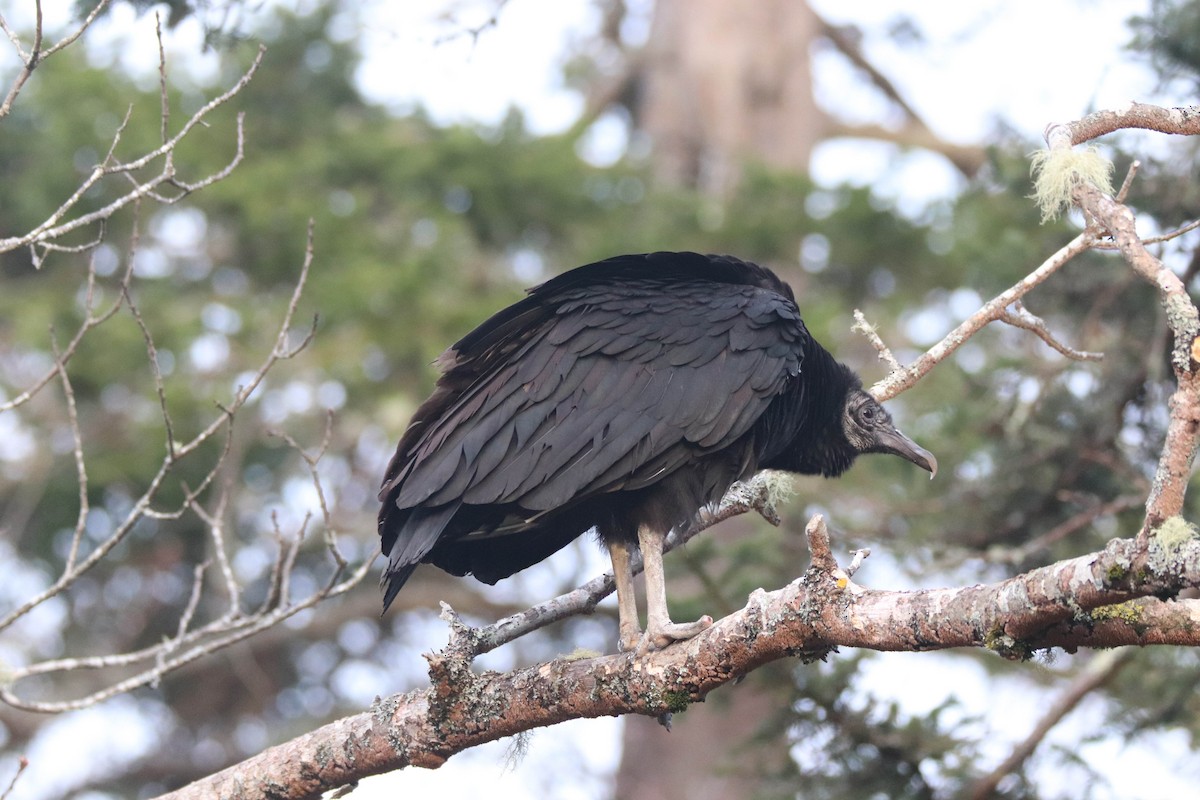 Black Vulture - ML617750381