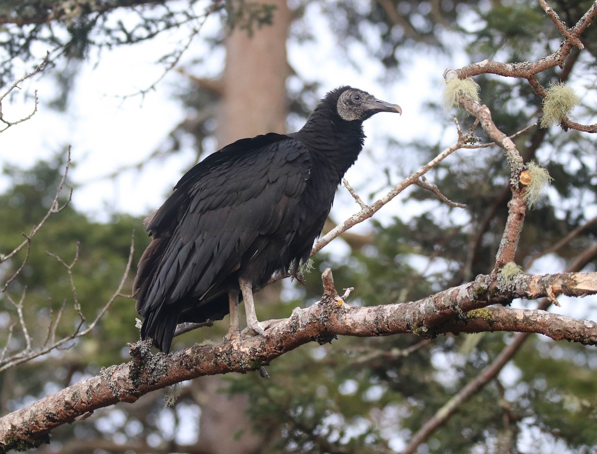 Black Vulture - Zachary Holderby
