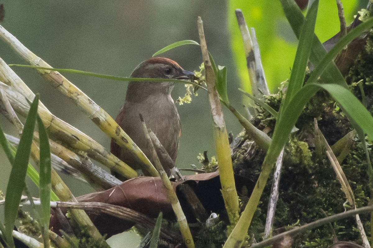 Ash-browed Spinetail - ML617750385