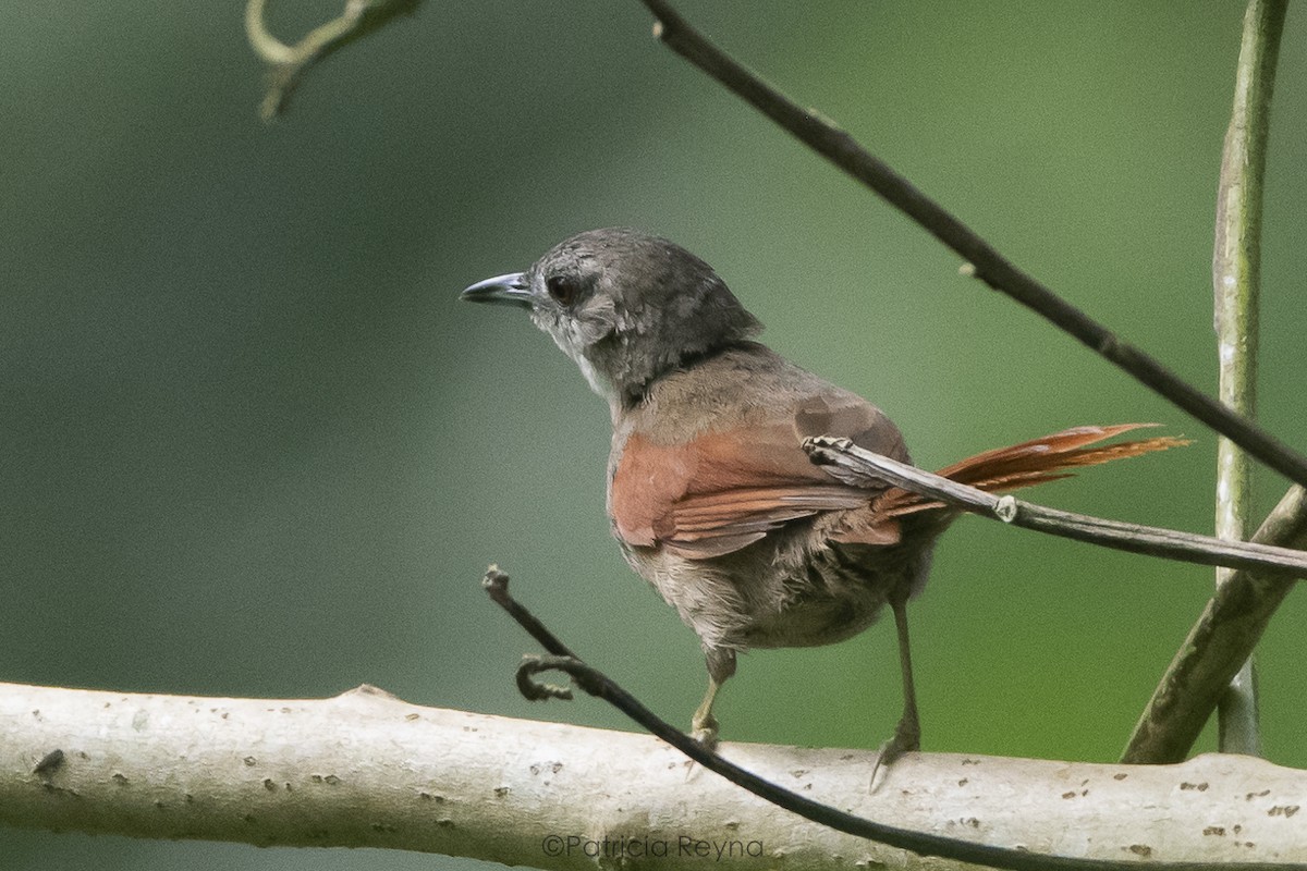 Plain-crowned Spinetail - ML617750395