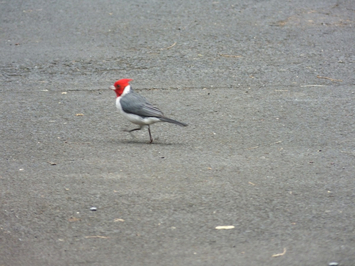 Red-crested Cardinal - ML617750442