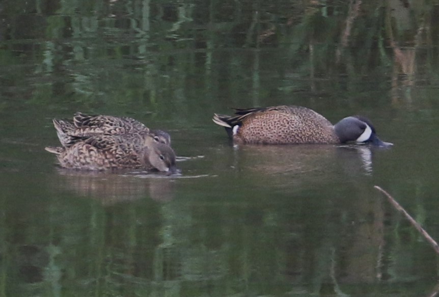 Blue-winged Teal - ML617750480