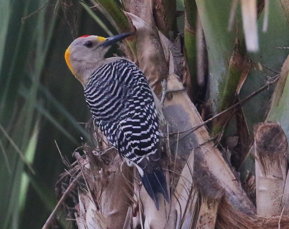 Golden-fronted Woodpecker - ML617750502