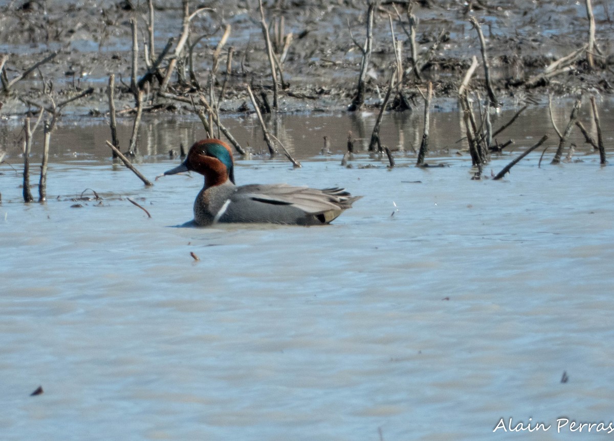 Green-winged Teal - Alain Perras