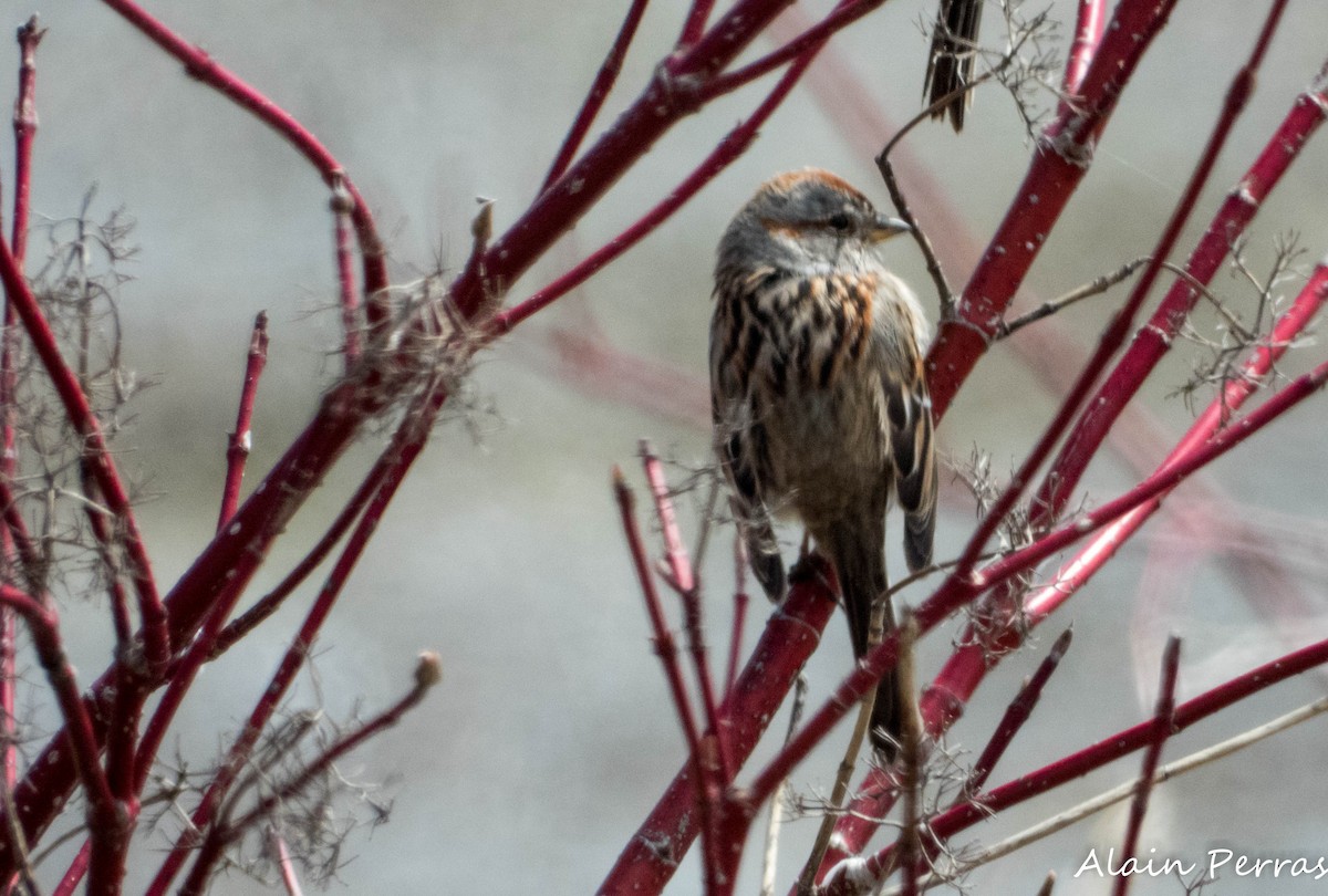 American Tree Sparrow - Alain Perras