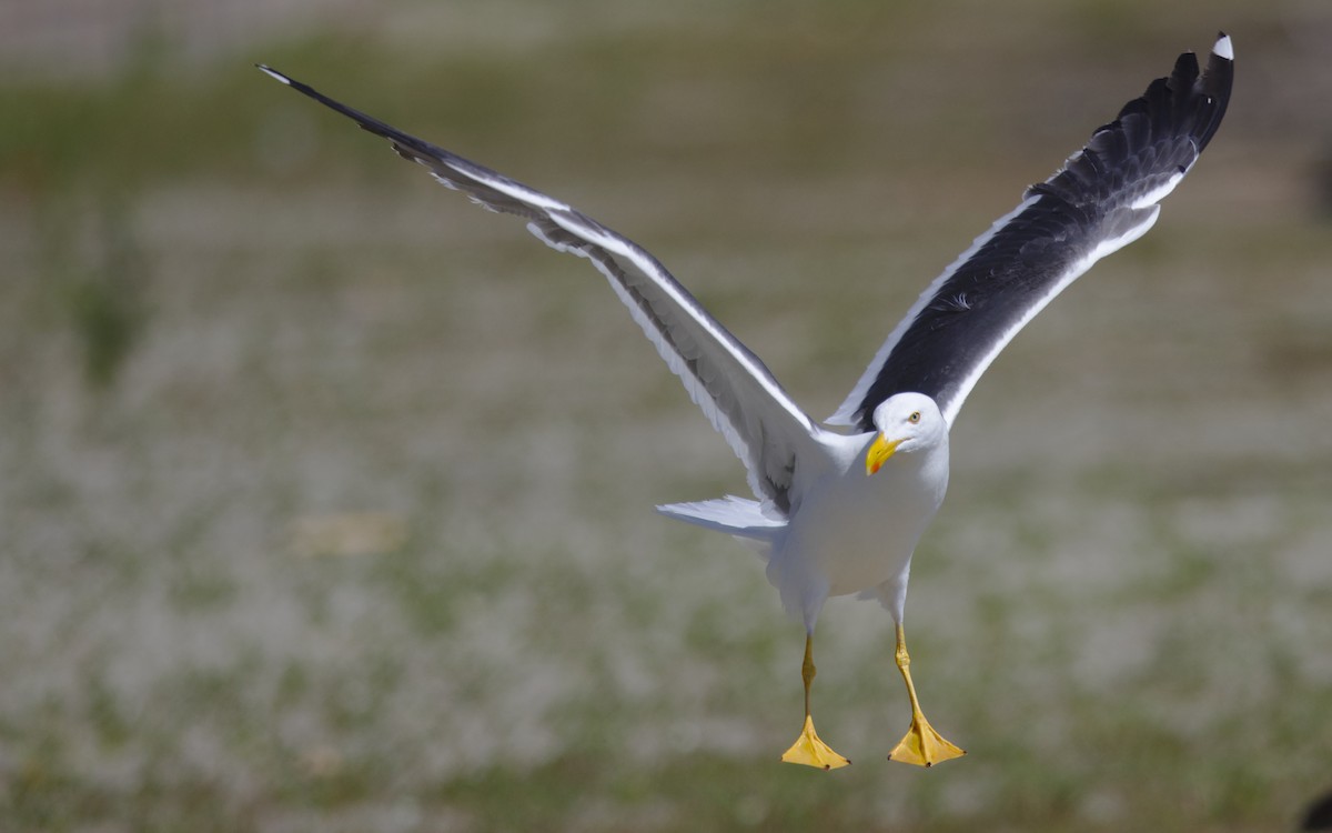 Yellow-footed Gull - ML617750563