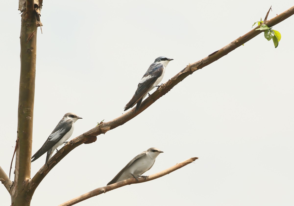 White-winged Swallow - ML617750564