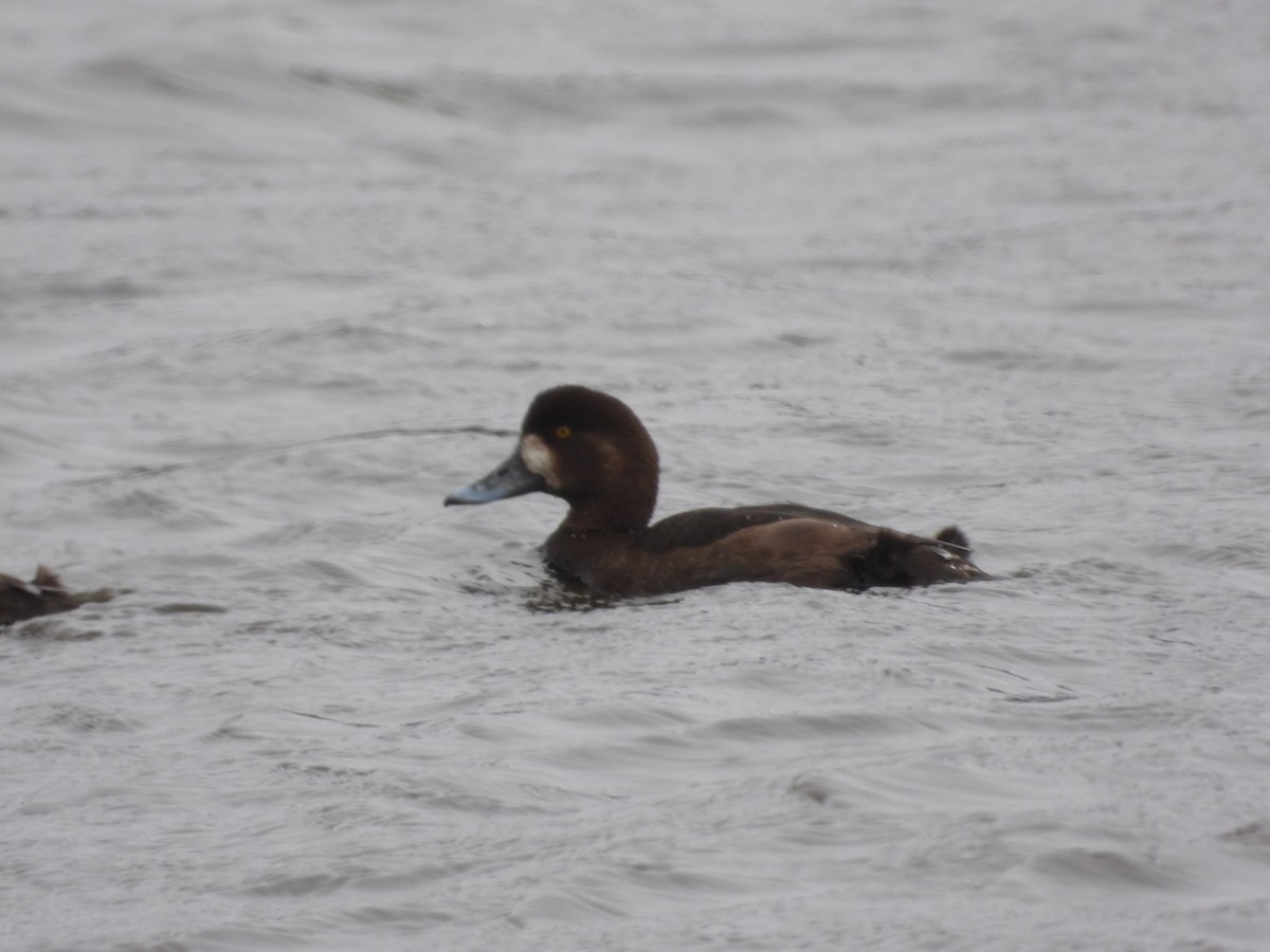 Greater Scaup - ML617750587