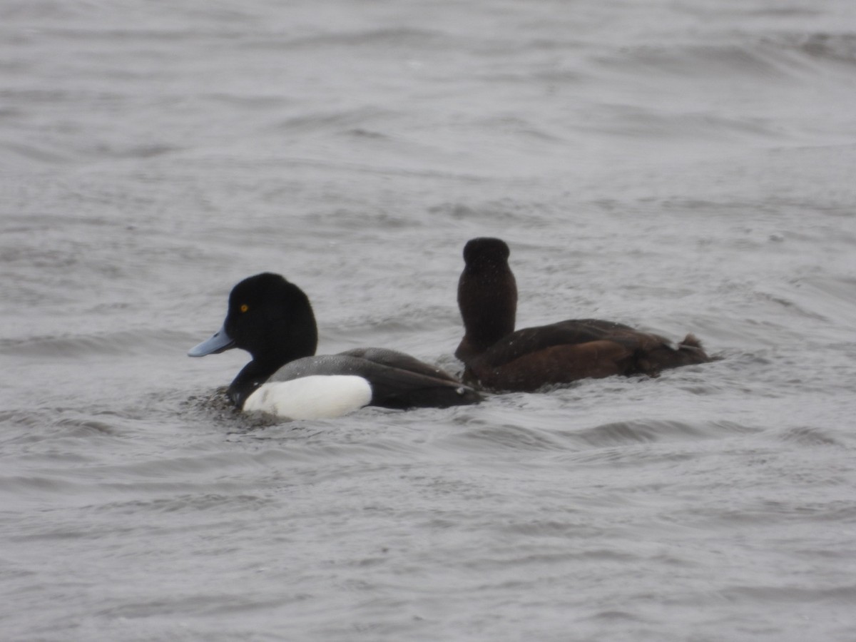 Greater Scaup - ML617750588