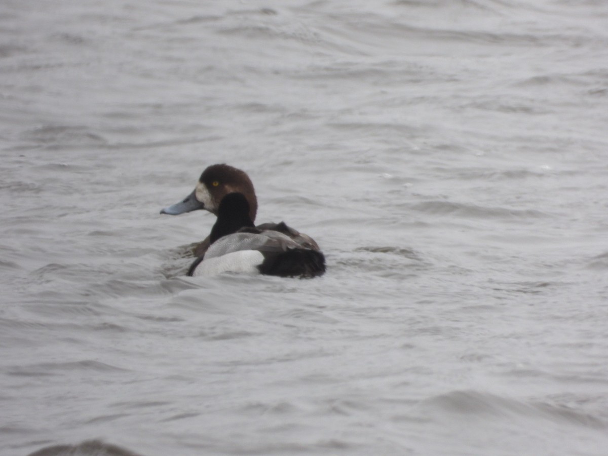 Greater Scaup - ML617750589