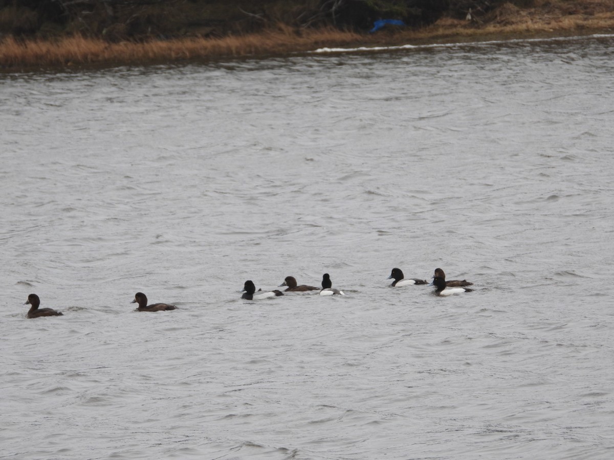 Greater Scaup - ML617750590
