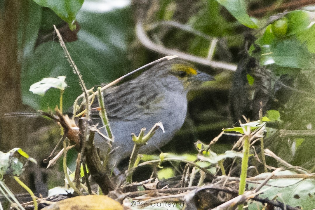 Yellow-browed Sparrow - ML617750594