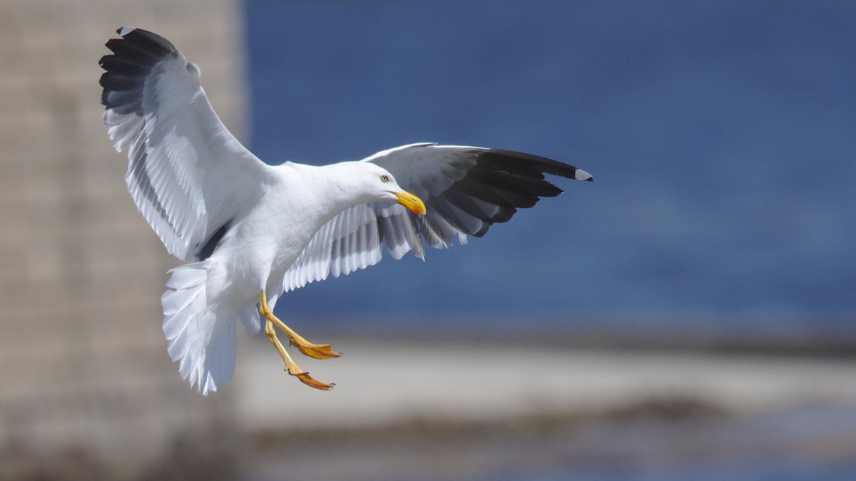 Yellow-footed Gull - Mark Scheel