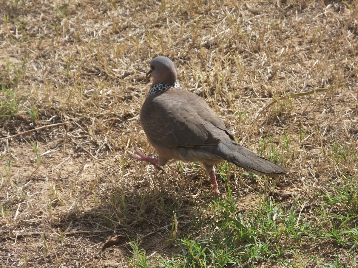 Spotted Dove - ML617750605