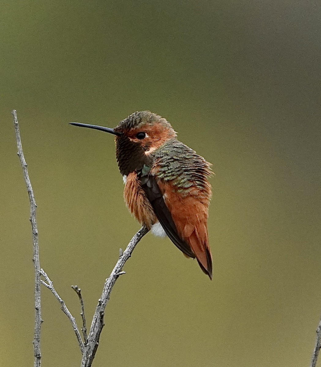 Allen's Hummingbird - ML617750618