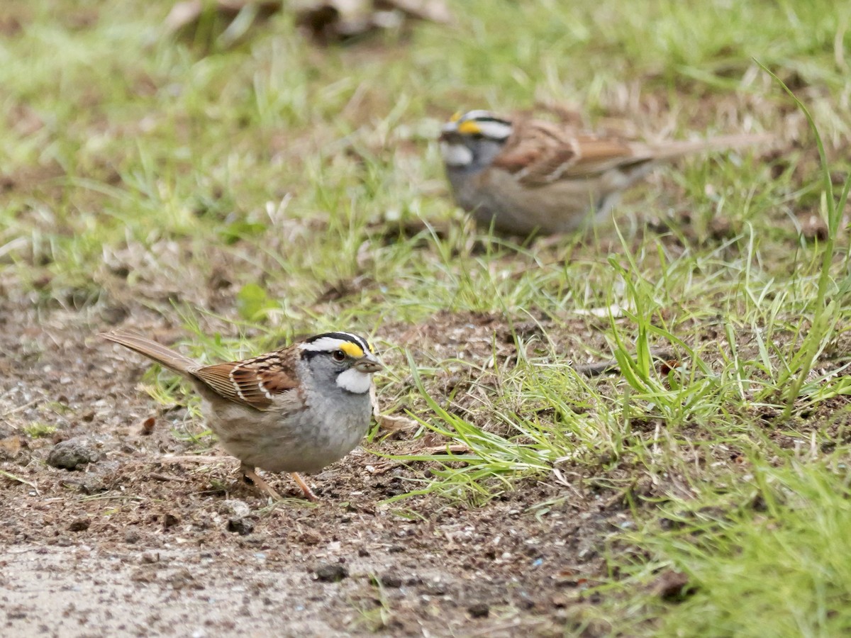 White-throated Sparrow - ML617750651