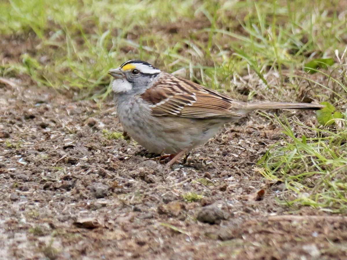 White-throated Sparrow - ML617750652