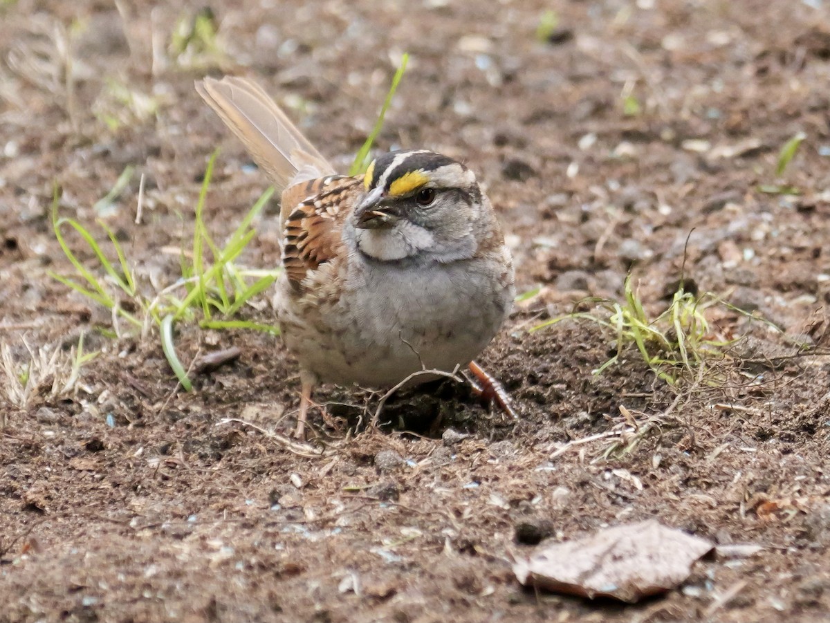 White-throated Sparrow - ML617750653