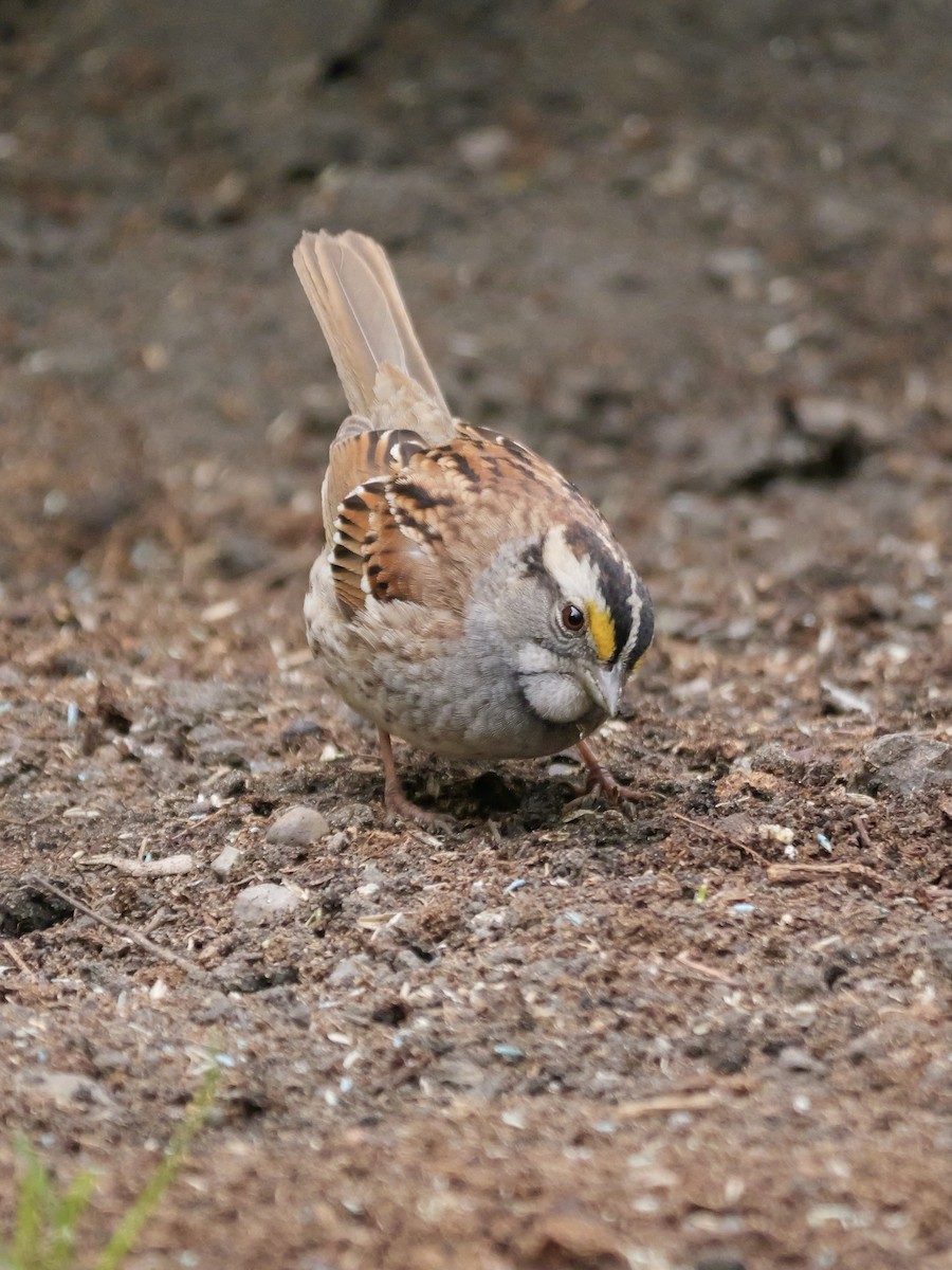 White-throated Sparrow - Valerie Gebert