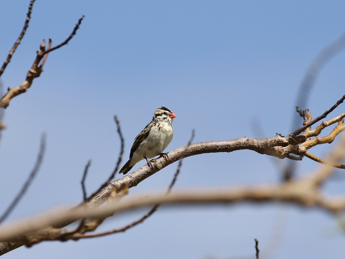 Pin-tailed Whydah - ML617750725