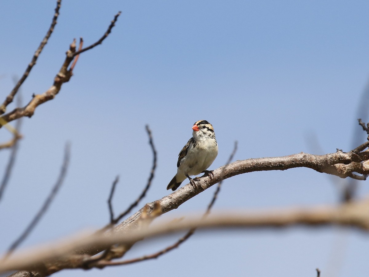 Pin-tailed Whydah - ML617750726