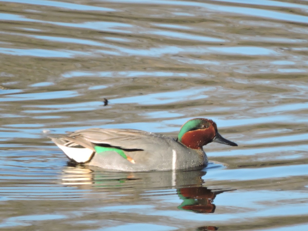 Green-winged Teal - ML617750730