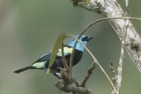 Blue-necked Tanager - ML617750734