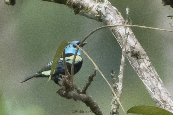Blue-necked Tanager - Patricia Reyna