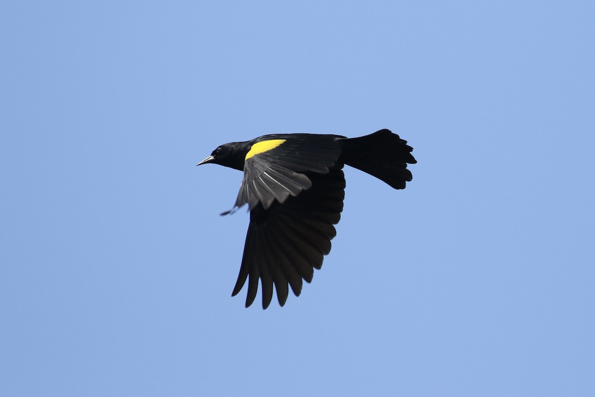 Yellow-shouldered Blackbird - ML617750786