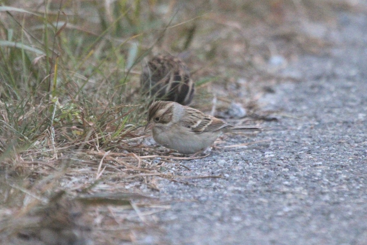 Clay-colored Sparrow - ML617750792