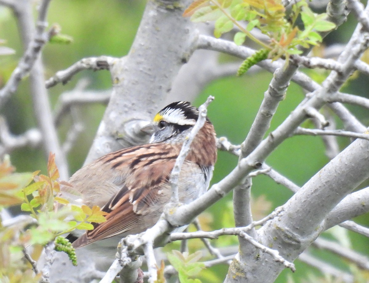 White-throated Sparrow - ML617750803
